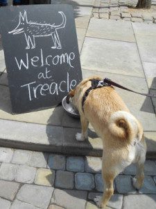 Treacle Market hound