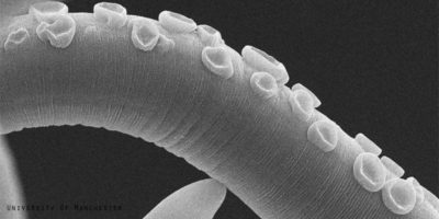 Parasitic worm