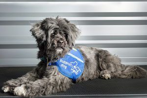Alfie - Support Dogs