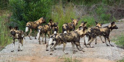 African-wild-dogs