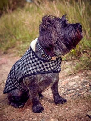 Izzy Lane dog coat