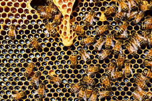 Bees