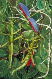 Leaf insects and stick insects - Marianne North