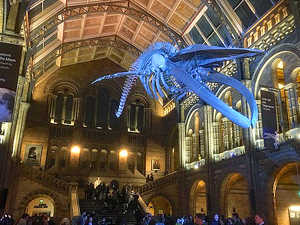 Whale skeleton, nicknamed Hope, in the Hintze Hall at the Natural History Museum